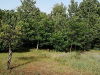 Eladó mezogazdasagi ingatlan, Kecskeméten 4.6 M Ft