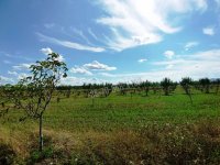 Eladó mezogazdasagi ingatlan, Sződön 89 M Ft