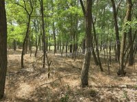 Eladó mezogazdasagi ingatlan, Mikebudán 3.8 M Ft