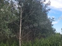 Eladó mezogazdasagi ingatlan, Mikebudán 9.5 M Ft