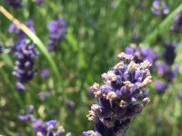 Eladó telek, Gödöllőn 40 M Ft / költözzbe.hu