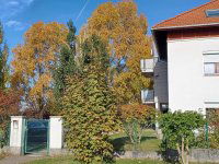 Kiadó téglalakás, albérlet, XVII. kerületben 250 E Ft / hó