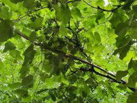 Eladó családi ház, Szigetszentmiklóson 92.45 M Ft, 4 szobás