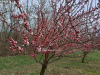 Eladó mezogazdasagi ingatlan