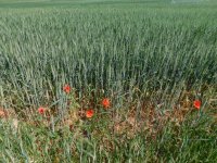 Eladó telek, Gyenesdiáson 490 M Ft / költözzbe.hu