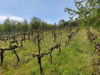 Eladó mezogazdasagi ingatlan