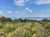 Eladó telek, Balatonszepezden 80 M Ft / költözzbe.hu