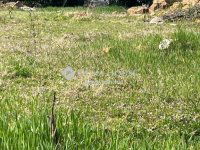 Eladó telek, II. kerületben 335 M Ft / költözzbe.hu