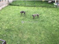 Eladó ikerház, Szentendrén 149 M Ft, 5 szobás