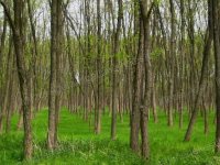 Eladó mezogazdasagi ingatlan, Gyálon 69.9 M Ft