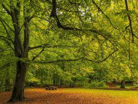 Eladó mezogazdasagi ingatlan, Kakucson 70 M Ft