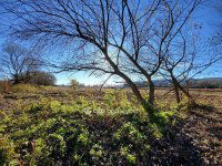 Eladó mezogazdasagi ingatlan, Balatonedericsen 148.189 M Ft