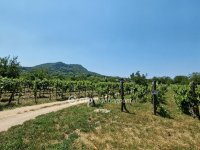 Eladó telek, Kisapátiban 36.5 M Ft / költözzbe.hu