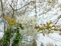 Eladó telek, Pethőhenyen 1.3 M Ft / költözzbe.hu