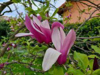 Kiadó téglalakás, albérlet