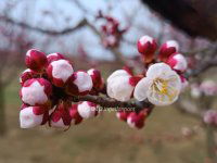 Eladó mezogazdasagi ingatlan, Tökön 73 M Ft