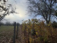 Eladó családi ház, Pécsett 12.9 M Ft, 1 szobás