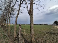 Eladó mezogazdasagi ingatlan, Cegléden 11.9 M Ft