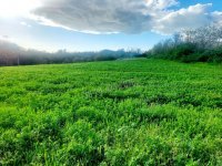 Eladó telek, Balatonendréden 8.5 M Ft / költözzbe.hu