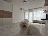 Kiadó téglalakás, albérlet, Pécsett, Tildy Zoltán utcában