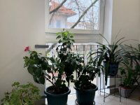 Eladó téglalakás, X. kerületben 69.9 M Ft, 2 szobás