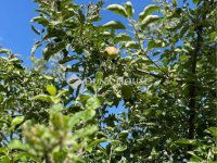 Eladó telek, Szentkirályszabadján 8.5 M Ft / költözzbe.hu