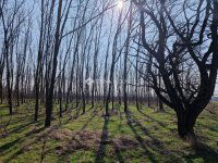 Eladó mezogazdasagi ingatlan, Vasadon 11 M Ft