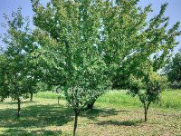 Eladó családi ház, Szilen 37 M Ft, 3 szobás