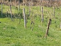 Eladó mezogazdasagi ingatlan, Csopakon 13.94 M Ft