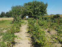Eladó telek, Levélen 9.9 M Ft / költözzbe.hu