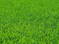 Eladó telek, Gamáson 6 M Ft / költözzbe.hu