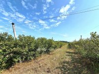 Eladó mezogazdasagi ingatlan, Cegléden 99.99 M Ft