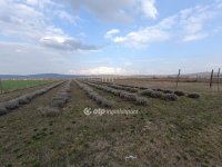 Eladó mezogazdasagi ingatlan, Pátyon 25 M Ft