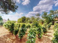 Eladó családi ház, Tarcalon 49.99 M Ft, 5+1 szobás