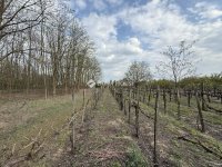 Eladó mezogazdasagi ingatlan, Kecskeméten 29.9 M Ft, 3 szobás