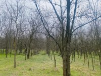 Eladó mezogazdasagi ingatlan, Tápiószentmártonon 8 M Ft