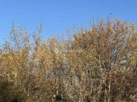 Eladó telek, Szegeden 11 M Ft / költözzbe.hu