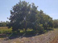 Eladó telek, Levélen 9.9 M Ft / költözzbe.hu