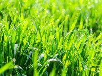 Eladó mezogazdasagi ingatlan, Csókakőn 8.8 M Ft