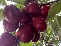 Eladó mezogazdasagi ingatlan