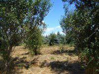 Eladó telek, Ramocsán 6.5 M Ft / költözzbe.hu