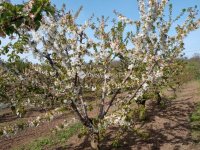 Eladó telek, Biatorbágyon 23.5 M Ft / költözzbe.hu