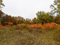 Eladó telek, Pécselyen 24.99 M Ft / költözzbe.hu