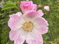 Eladó telek, Törökbálinton 36.7 M Ft / költözzbe.hu