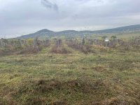 Eladó mezogazdasagi ingatlan