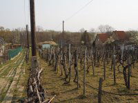 Eladó telek, Szekszárdon 35 M Ft / költözzbe.hu