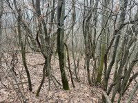 Eladó telek, Csókakőn 6.9 M Ft / költözzbe.hu