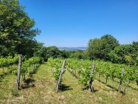 Eladó mezogazdasagi ingatlan, Gyulakeszin 19 M Ft