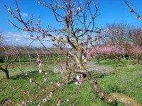 Eladó telek, Siófokon 127 M Ft / költözzbe.hu