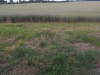 Eladó mezogazdasagi ingatlan, XV. kerületben 11.5 M Ft